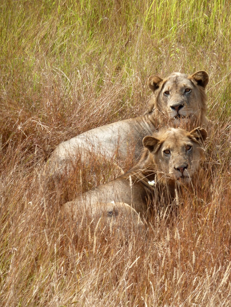 leeuwen in een Afrikaans natuurpark