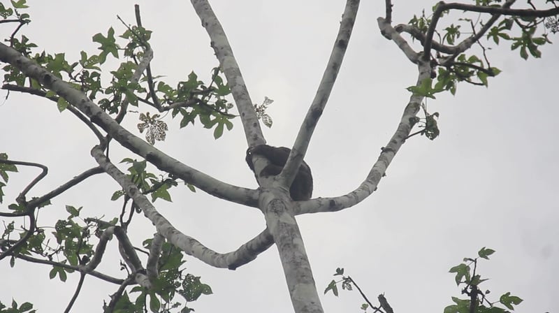 Luiaard uit gekapte boom gerukt