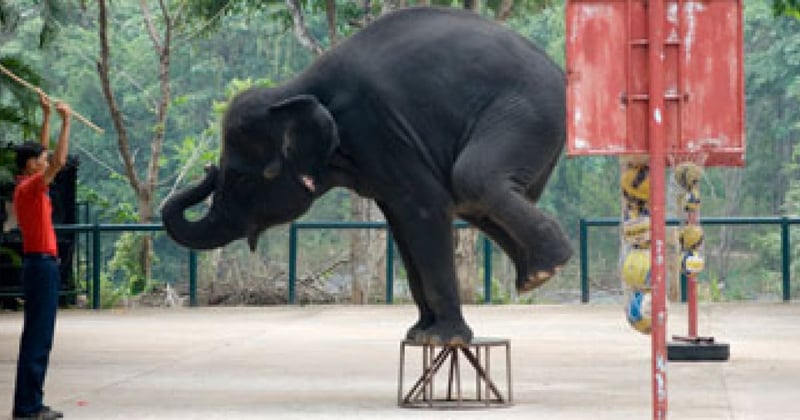 Bear and Romanian bear sanctuary