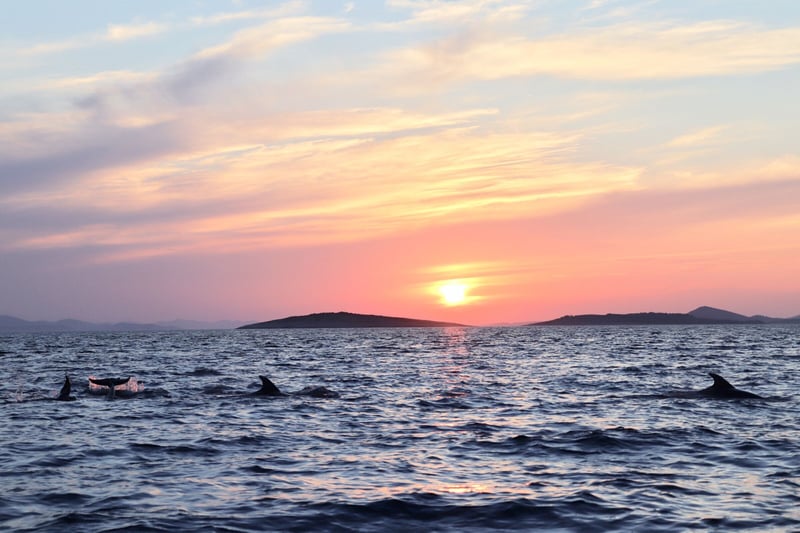 Dolphins, dolfijnen, TripAdvisor, kaartverkoop, wrede attracties