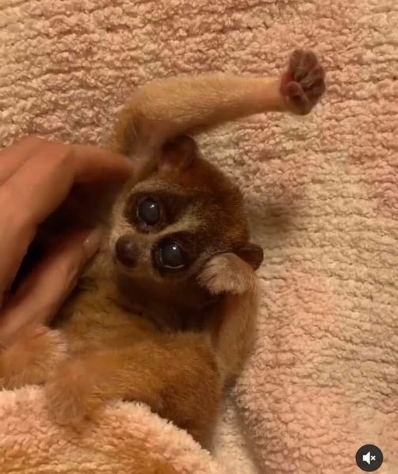 Slow loris als huisdier