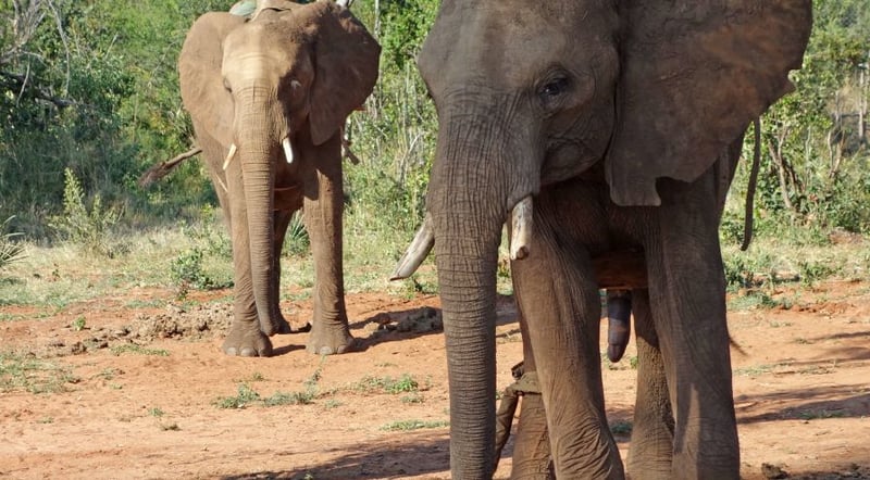 south_africa_elephant_in_chains