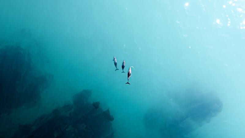 A small pod of dolphins. Credit: Stephen Coetsee on Unsplash