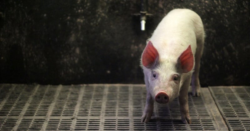 dierencoalitie, dierenkieswijzer, europese verkiezingen