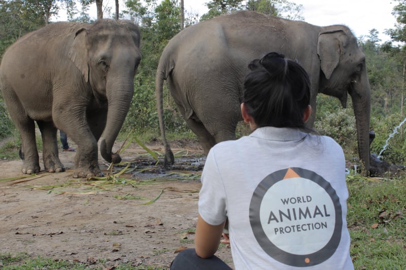 Werken bij World Animal Protection