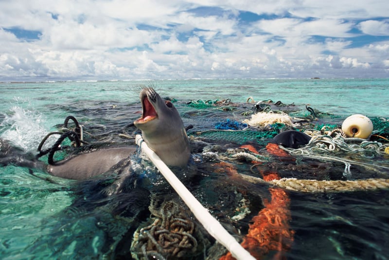 verstrikte zeehond
