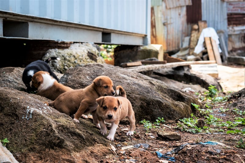 zwerfpuppies in Sierra Leone
