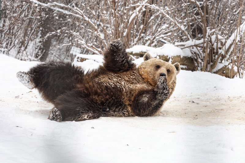 Beer Libearty winter