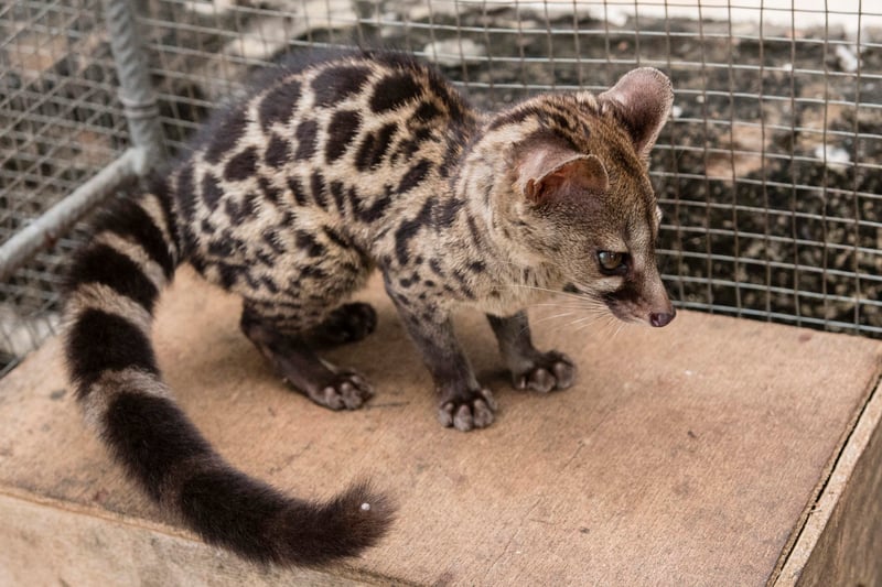 Civetkat