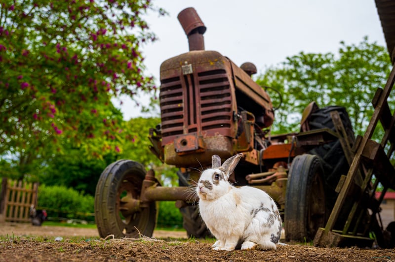 konijn tractor
