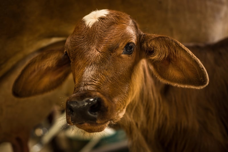 Kalf close-up in beeld