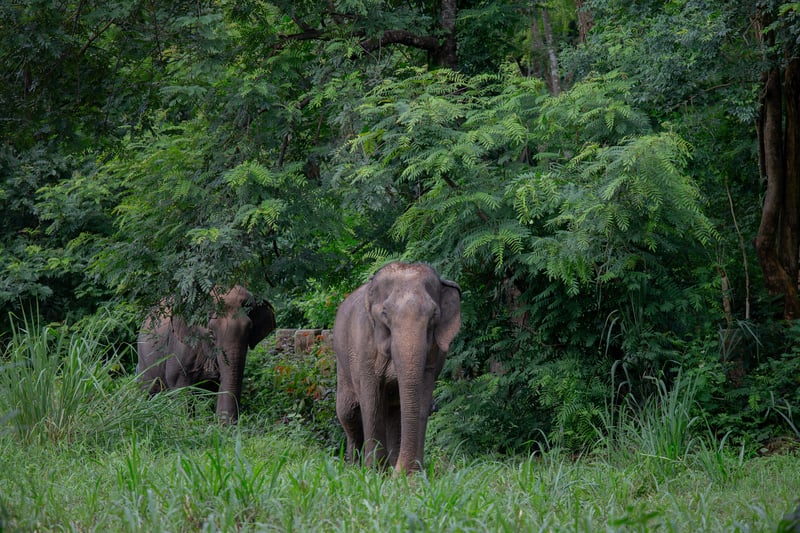 Olifantenopvang Elephant Forest Phitsanulok