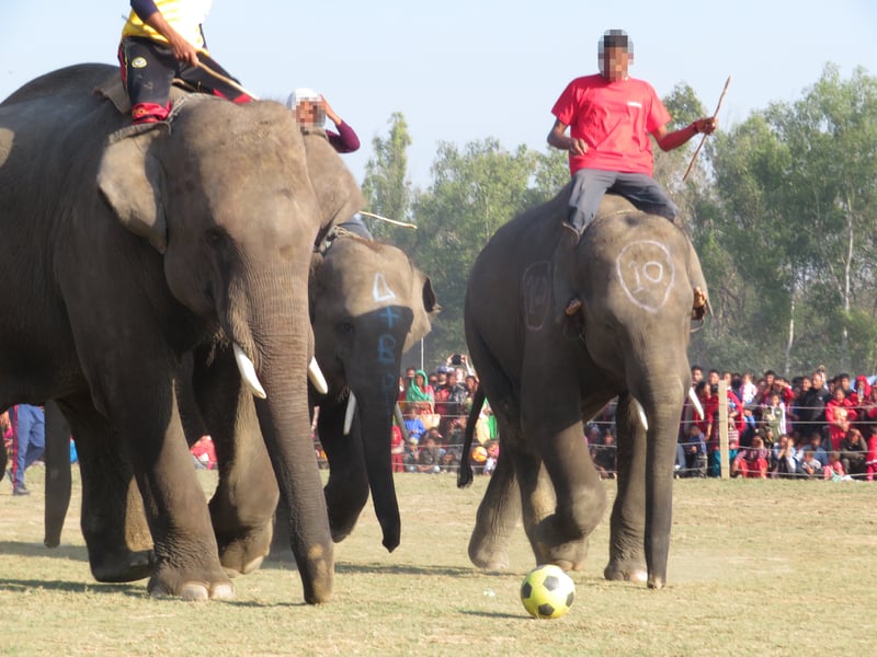 Olifantenpolo, World Animal Protection, Nepal 2017