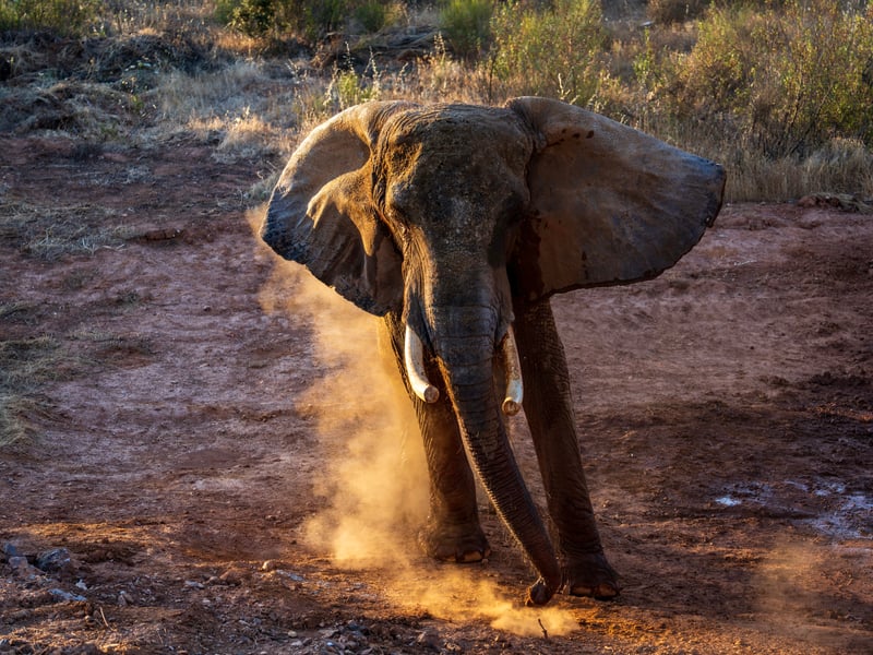 Olifant Julie in olifantenopvang Pangea