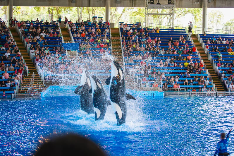Sea World orka