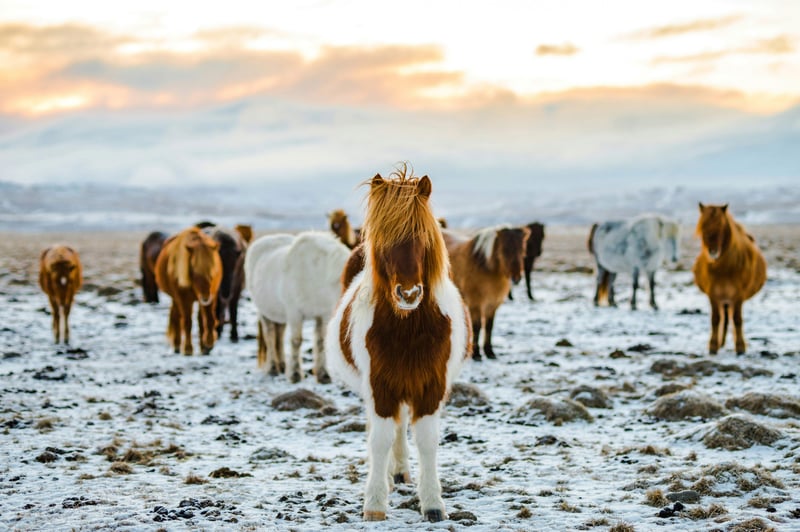 Paarden IJsland